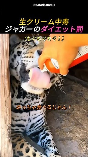 生クリーム中毒ジャガーのダイエット罰