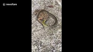 Toad eats live snake
