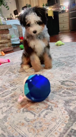 Hilarious Interactive Dog Toy That Will Make Your Pup Smile