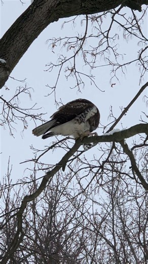 Saw This HAWK GETTING a SQUIRREL For BREAKFAST