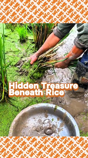 After the harvest season ends, villagers return to the drying rice fields to search for fish and eels trapped beneath the muddy roots of rice plants. What once was a place of work turns into a playground of discovery, where people laugh and dig through the mud to uncover the hidden life that remains after the water is gone. | INFO UNIK