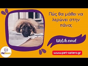 Πώς θα μάθει ο σκύλος μου να κάνει την ανάγκη του στην πάνα;