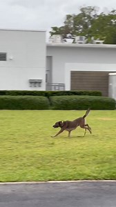 Today, we celebrate the graduation of three dedicated Miami Beach Police Officers from K-9 Handler School. Congratulations to Officers Clifford Beck, Aneta Kamyczek, and Jorge Rosado, along with their loyal K-9 partners Jack, Ghost, and Joker. Your commitment and hard work over the past year shows your commitment to keeping our community safe. Well done! | Miami Beach PD