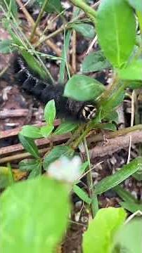 Amazing Worms in Action 🪱 | The Hidden Heroes of the Earth! #wormszone