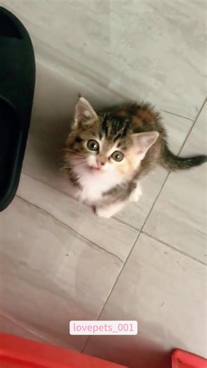 Cute Kitty Meows.#cat #catlover #catsoftiktok #funny #funnyvideos #foryou #fypシ゚viral #usa🇺🇸