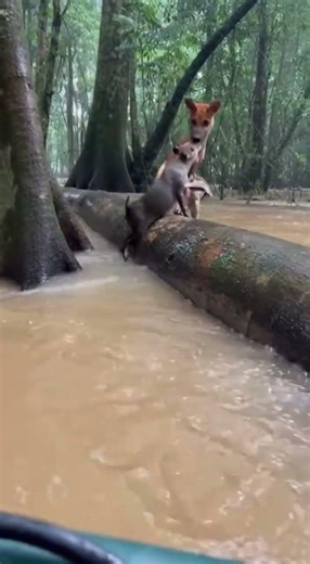 A Dog Saves a Capybara From Flooded Waters #AnimalRescue #InterspeciesFriendship #Kindness