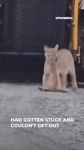 11K views · 92 reactions | In a construction site in Punta Arenas, in...