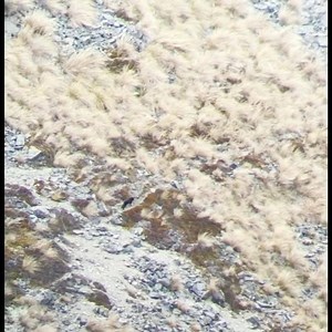 37K views · 13 reactions | Big Game Hunting New Zealand on Reels | Facebook