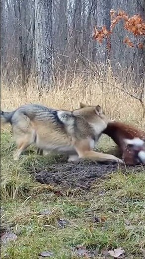 Wolf Attacks Deer: Fierce Predator Action in the Wild! #wildpredators #naturehunting #viralanimals