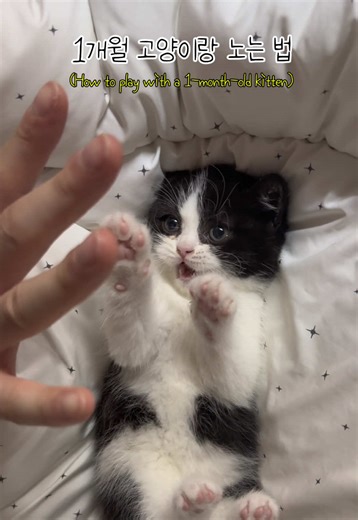 귀여운 고양이 영상 추천