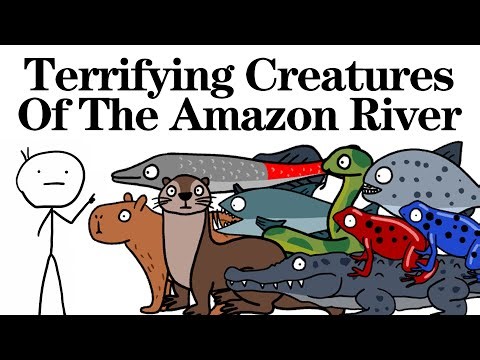 Terrifying Creatures Of The Amazon River！Animal Facts