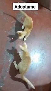 17 reactions | Caso externo Hermosas gatitas naranjas de 3 meses y medio en ADOPCIÓN RESPONSABLE Y PARA SIEMPRE ESTAN LISTAS PARA FORMAR PARTE DE TU FAMILIA COMEN CROQUETAS Y COMIDA HUMEDA USAN ARENERO ESTÁN SANAS DESPARASITADAS SOCIABLES SIN PULGAS PARA MÁS INFORMACIÓN ESCRIBE AL 0992883355 COMPROMISO DE ESTERILIZACIÓN POR FAVOR COMPARTIR | Adopción Animal Guayaquil - AG | Facebook