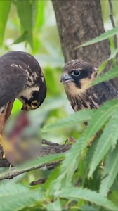 106K views · 1.2K reactions | #Birds #Nature #reelsvideo #Birdwatching #birdbrilliance #Birdphotography #birdlife #Birdcaptures #birding #可愛的動物 #Birdlovers #naturephotograph | LovelybirdsinChina | Facebook