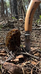 35K views · 615 reactions | “Is that a morel?” Morels (Morchella) are...