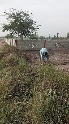 Traditional Farming Techniques in Rural South Asia