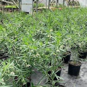 1.5K views · 58 reactions | The greenhouse is full of beautiful ‘Oscar’ milkweed that are ready to join your collection and feed lots of monarch caterpillars! #milkweedmovement | Enchanted Gardens | Facebook