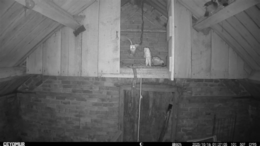 Last night we put up a trail cam in our old granary to see if we could catch some footage of our Barn Owls. Not only did we catch both parents but even got a glance of one of the owlets scooting off with a mouse it has just been brought. | Dumble Farm Highland Cows