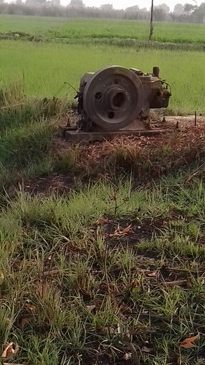 Shikar in Sakrand, Hogs dogs, Hunting, Boar hunting for life #reelsvideo #trendingreels #reelsinstagram #soorKaShikar #dog #reels #newyork #regrann #tranding #shorts | Naz Hanting Club Khadhar