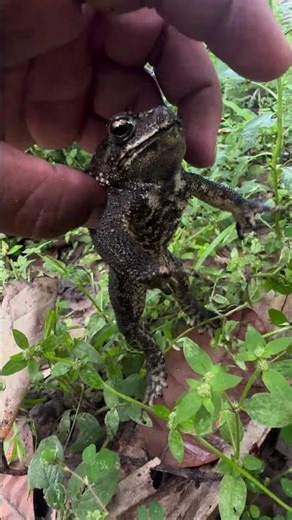 Cute Sound Toad #Toad #frog #animals