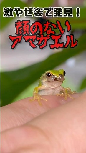 What I Saw When I Found a Gaunt, Faceless Tree Frog in My Garden #frog #injury #natureobservation