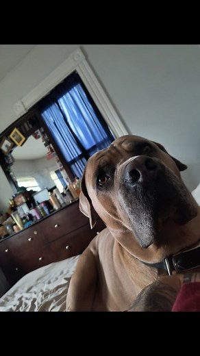 Amy Santanelli | PJ Santanelli