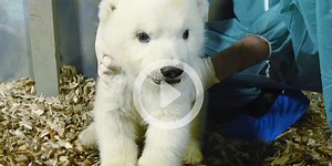 Little polar bear girl on a discovery tour at Hannover Zoo