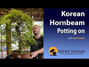 42) How to Repot a Korean Hornbeam Bonsai, Demonstrator Mark Knight