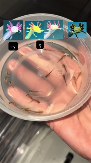 Axolotl Babies Update: Size Comparison and Photos