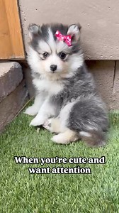 Pet me hooman 🐾🐾#pomsky #pomsky #pomskylife #toyhusky #cutestpuppyever#puppiesofinstagram #puppydogeyes#happypuppy #puppiesofinsta#puppydog #woofwooftv #woofwoof #micropomsky #teacuppomskies #puppylovers #mydogisthecutest #pups #newpuppy #cutenessoverload #puppymode #familydog #kiddog #babydog #adventurebuddy #adventurepuppy | Ocean View Precious Pomskies