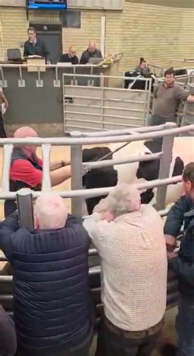 Today we held our monthly sale of 113 Dairy Cattle. The sale attracted several new vendors taking advantage of another busy ringside of buyers from all over the North of England. An excellent entry of British Friesian cattle was forward from several different consignors, the sale topped at £3,550 for the second animal in the ring, a superb second calved cow, giving 39 litres from Messrs RW & J Bell, Nerewater Farm, Wigton, with this home also topping the heifer section with a British Friesian at