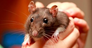 Rat domestique : tout savoir sur ce rongeur