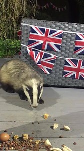 3.7K views · 355 reactions | How good does Little Humbug look?❤️ | Mr Lumpy & Friends. | Facebook