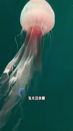 While Turritopsis dohrnii are immortal, most jellyfish are venomous #ScienceFacts #Jellyfish #Lea...