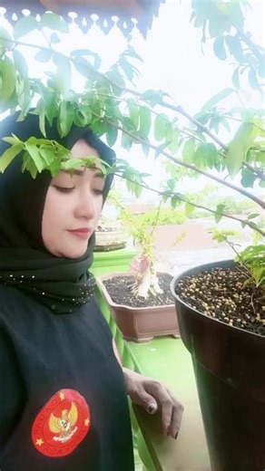 Orin 017 (@orinfashion)’s videos with Bunga Surga (feat. Rita Sugiarto) - Rhoma Irama