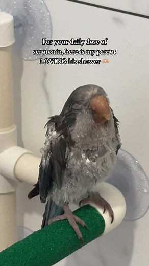 Quaker Parrot Enjoying a Shower