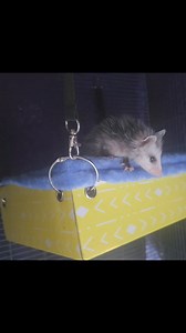 Opossum Update. Some of these are late bloomers, we may be over wintering the smaller ones They definitely have hearty appetites. 🥰. | Pocono Wildlife Rehabilitation and Education Center