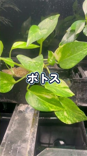 ひとつだけおかしくない！？アクアポニックスの種類