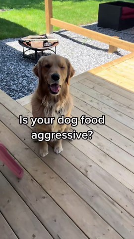 How to Gain Your Dog’s Trust