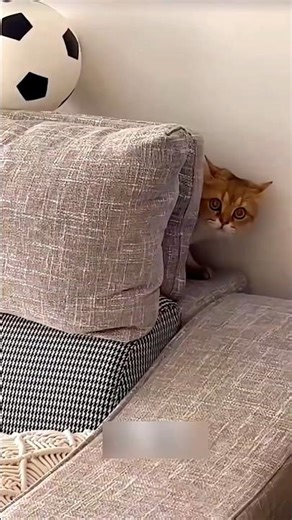 Cats… Why Are You Running Away? There’s Cake Here! 😹🐱🎂 #cat #catvideos #funny #youtubeshorts #shorts