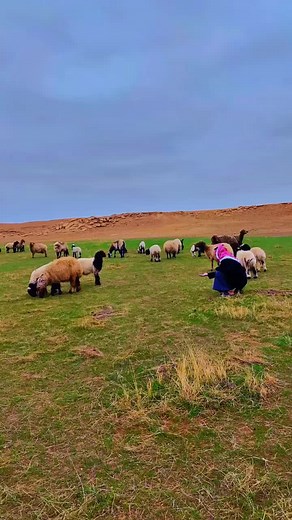 #احمد_الشمري #ابو_غلا #اكسبلور #غنم #الشمال_عرعر_رفحاء_روضة_هباس_الحفر #ربيع_الشمال #اكسبلور