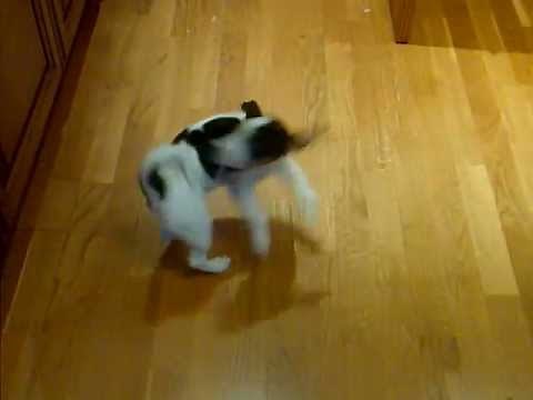 Dog chasing own tail