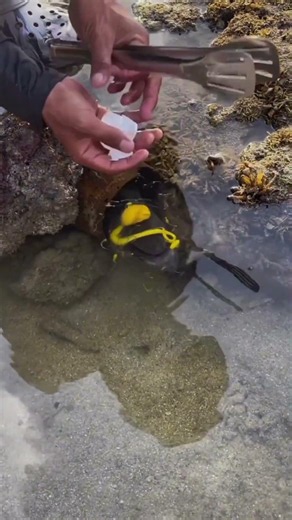 Cracking an Egg to Attract a Hidden Sea Creature! 😱