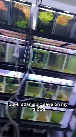 One NASTY tank with a lot of awesome Buce! #buce #shrimptank #dirty #dakuaquatics #fishkeeping #aquarium #aquariumhobby #fish #aquascape #freshwateraquarium #aquariumfish #plantedtank #aquariums #tropicalfish #fishkeeper #aquascaping #aquariumlife #plantedaquarium #nanofish #aquariumsofinstagram #freshwaterfish #freshwatertank #aquascaper #natureaquarium #freshwater #fishofinstagram #nature #nanotank #fishroom | Daku Aquatics