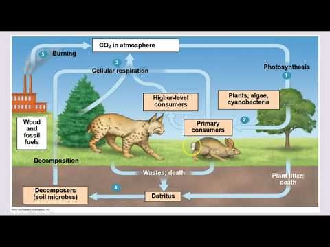 Ecology - Trophic Levels & Nutrient Cycles