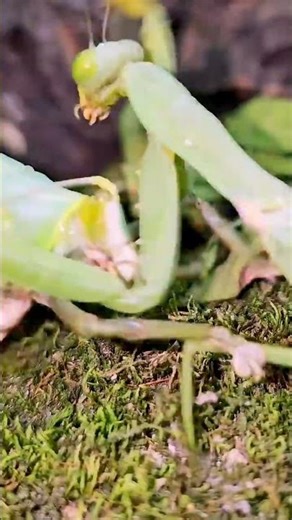 "Praying Mantis Battles a Giant Grasshopper"