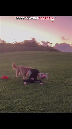 Dogs playing football VS Cats💀.#cat #catshorts #trollfaceedit #shorts