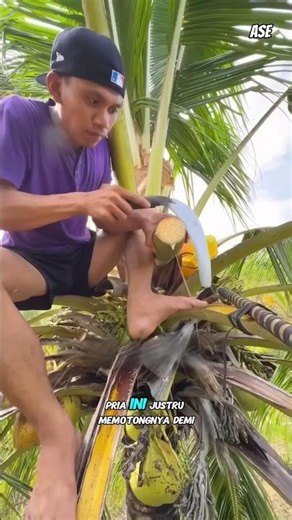 Instead of Becoming Fruit, This Coconut Blossom Is Cut for a Reason..