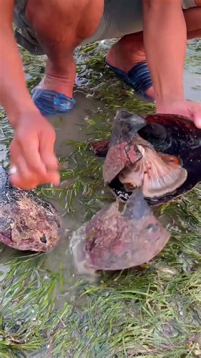 what inside sea scallop #viral #shorts #foryou