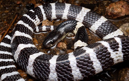 Many Banded Krait - Bungarus multicinctus/wanghaotingi — HongKongSnakeID.com