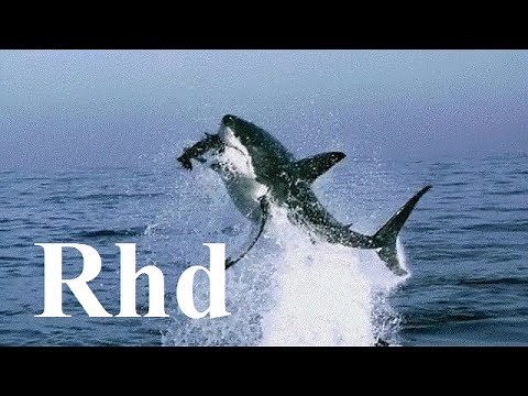 Sharks, jaws, Great white. The Big Five 2018 HD Documentary.
